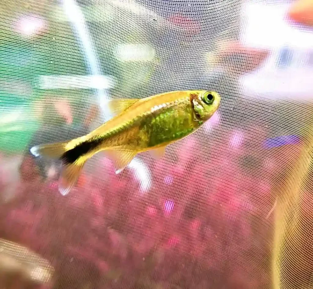 Cá neon vàng