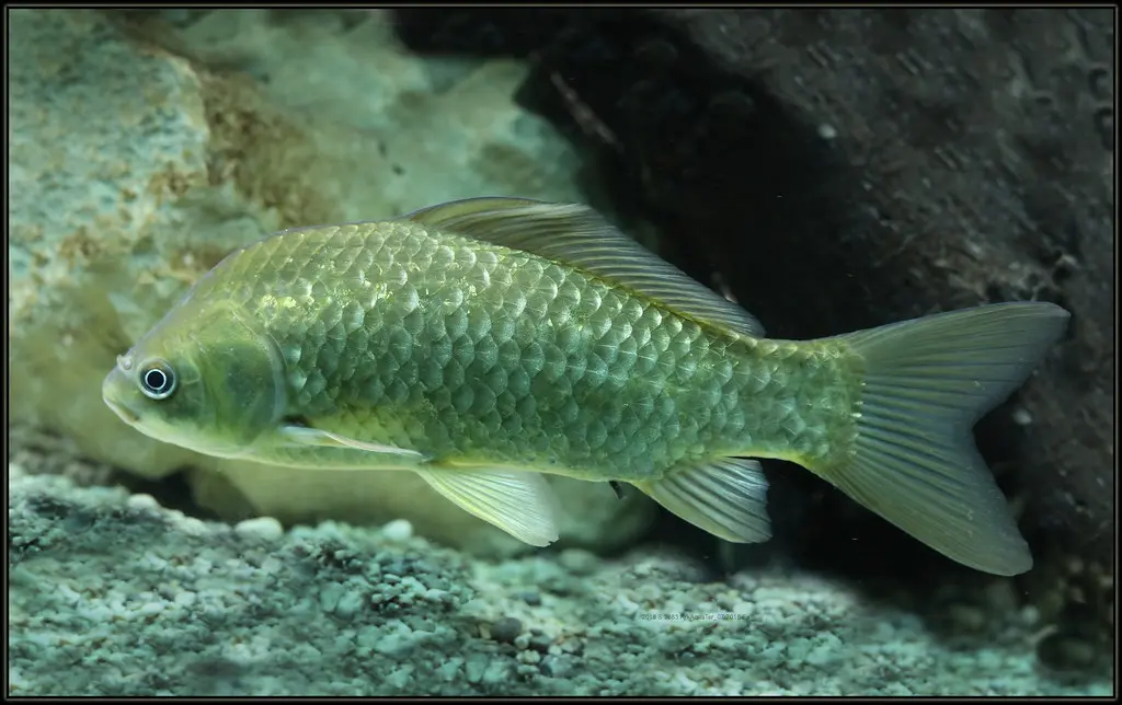 Cá ba đuôi có nguồn gốc từ loài Carassius Gibelio