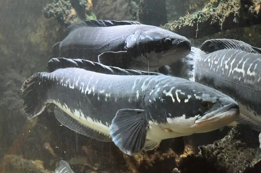 Cá Lóc Bông Thái