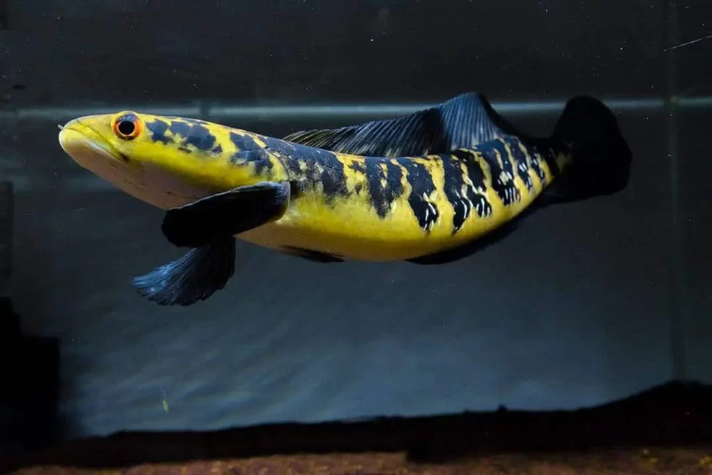 Cá lóc vẩy rồng vàng (Channa Marulioides)
