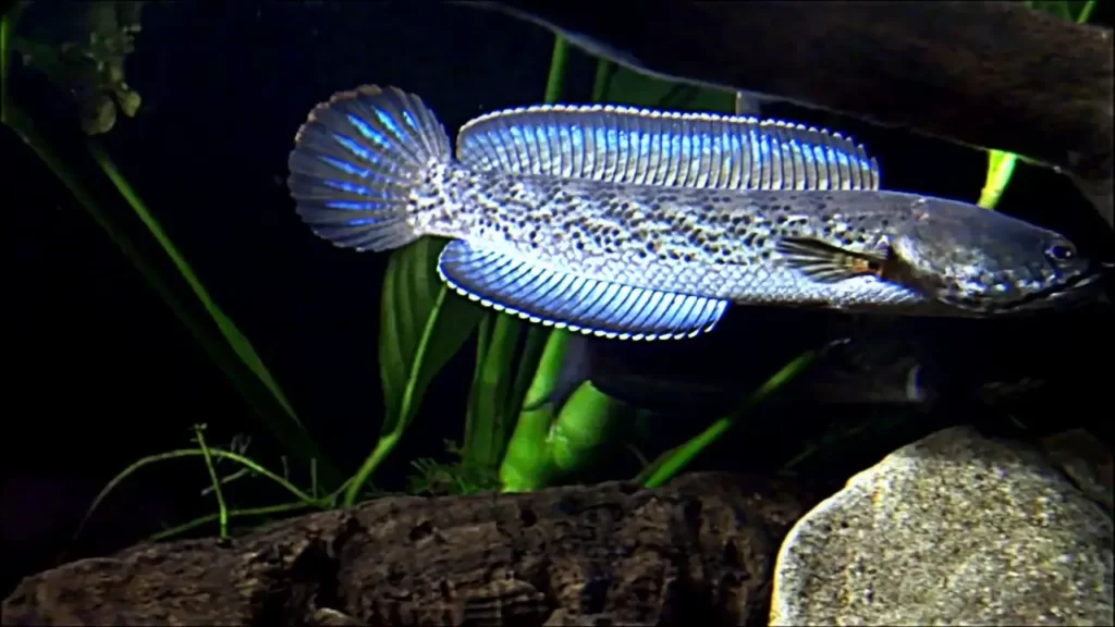 Cá lóc tiểu hoàng đế / Muối tiêu vây xanh (Channa Stewartii)
