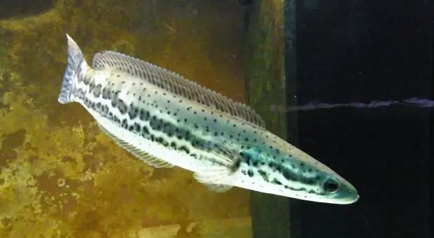 Cá lóc bông Ấn Độ (Channa Diplogramma)
