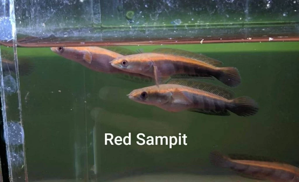 Cá lóc vẩy rồng Red Sampit 1