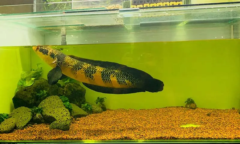 Cá lóc vảy rồng vàng sentarum