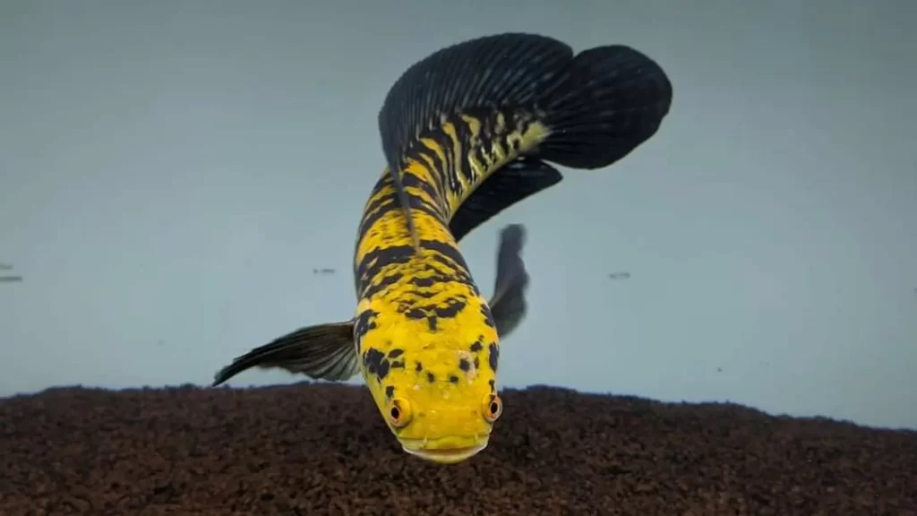 Cá lóc vẩy rồng vàng (Yellow Sentarum)