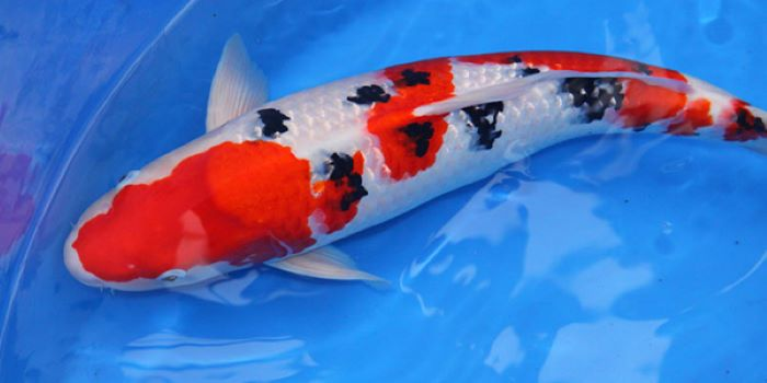 Cá Koi mini sanke