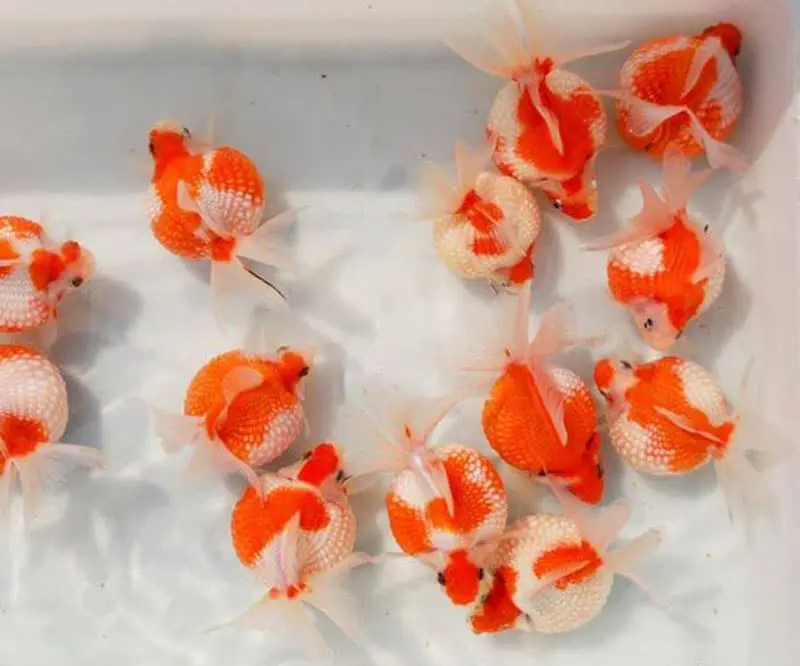 Cách ép cá ping pong đẻ Bí quyết thành công cho việc sinh sản của cá ping pong