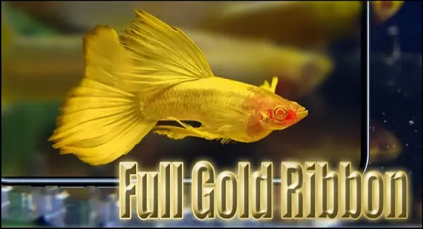 Cá bảy màu Full Gold Ribbon có giá bao nhiêu?