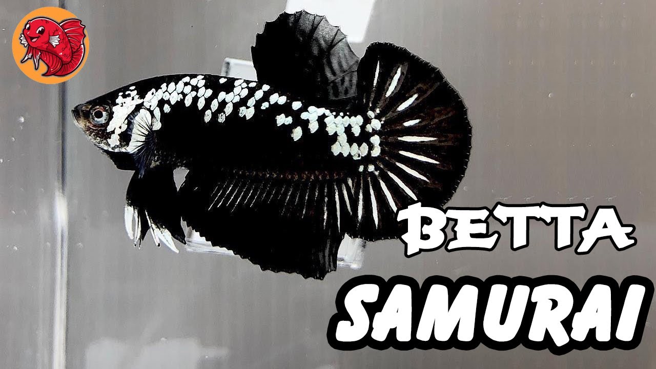 Cá xiêm Betta Samurai rồng đen