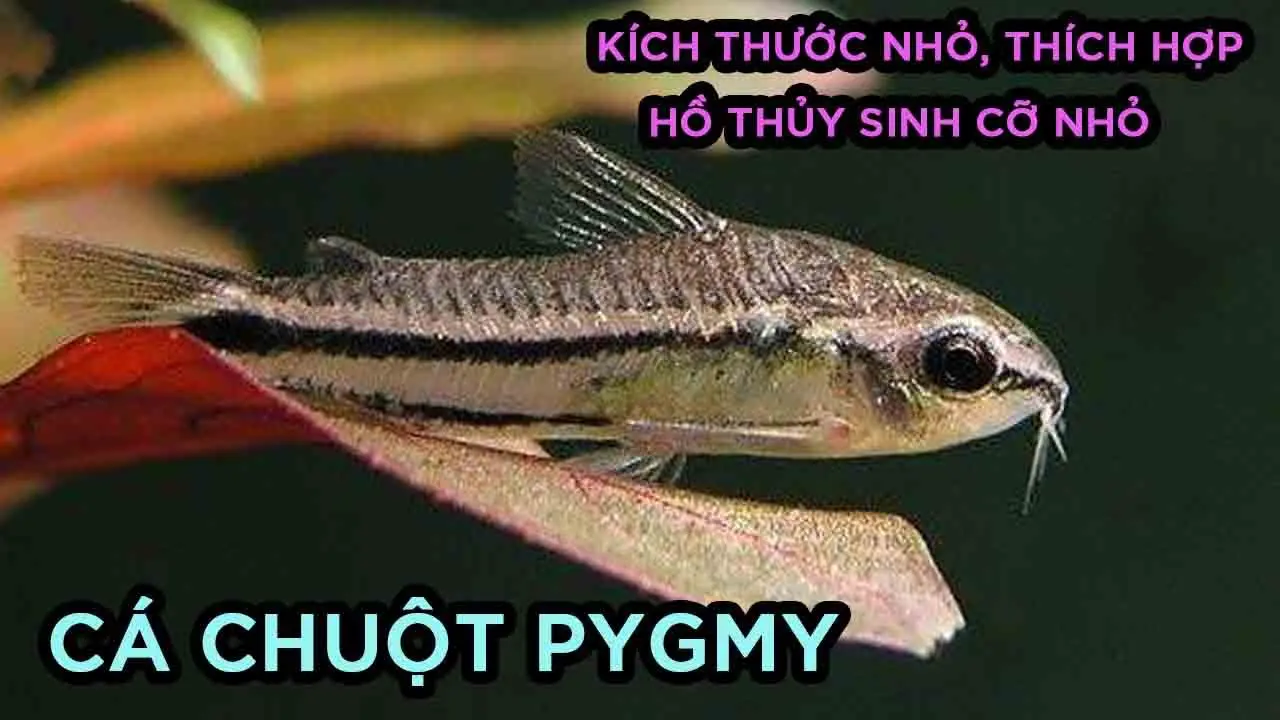 Cá chuột pygmy