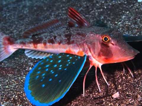 5 loài cá có chân độc lạ và nổi tiếng