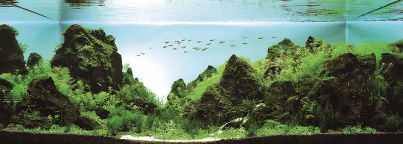 Top 25+ bể cá cảnh đẹp nhất thế giới tại cuộc thi IAPLC