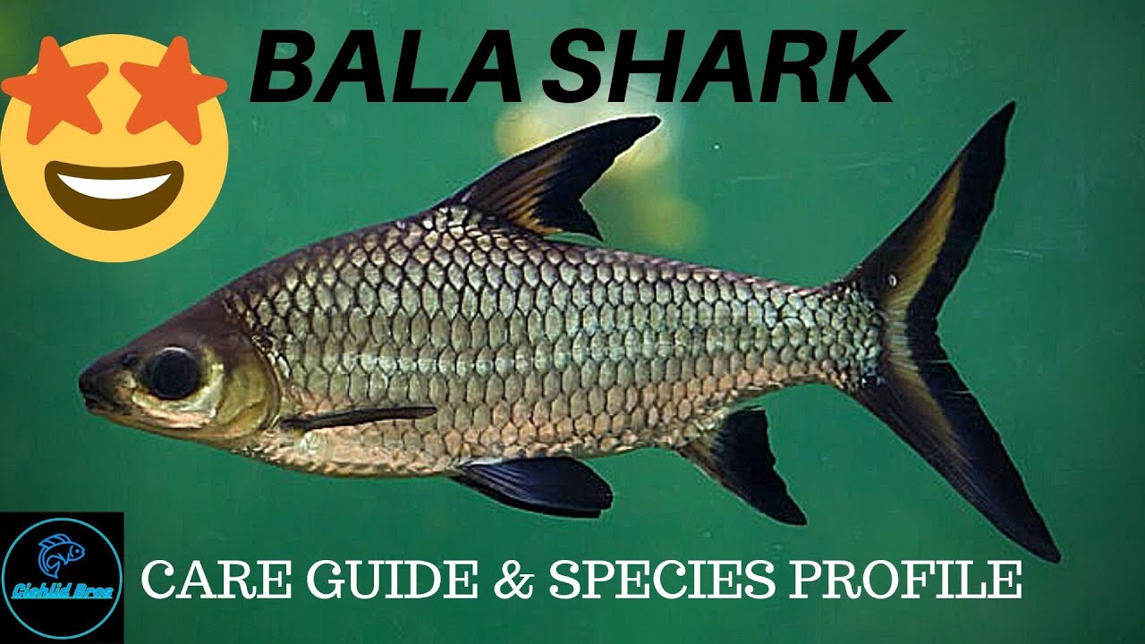 Cá Ngân sa, cá hỏa tiễn (Bala Shark)