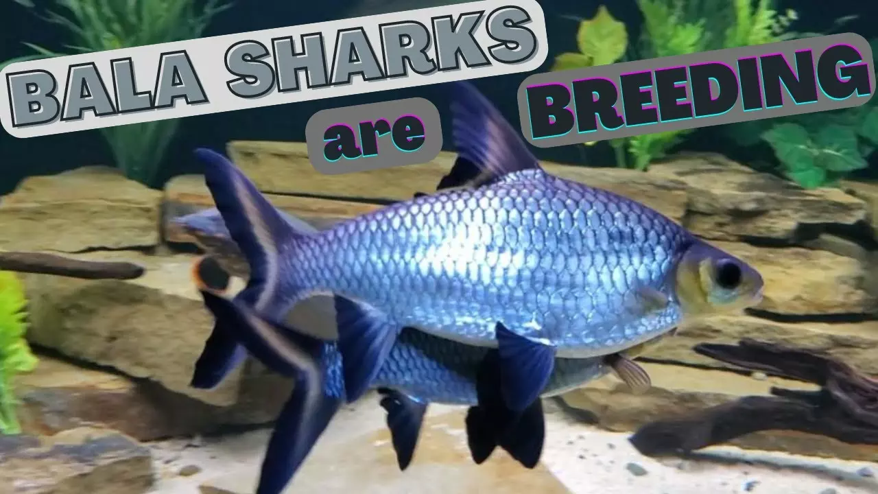 Cá Ngân sa, cá hỏa tiễn (Bala Shark)