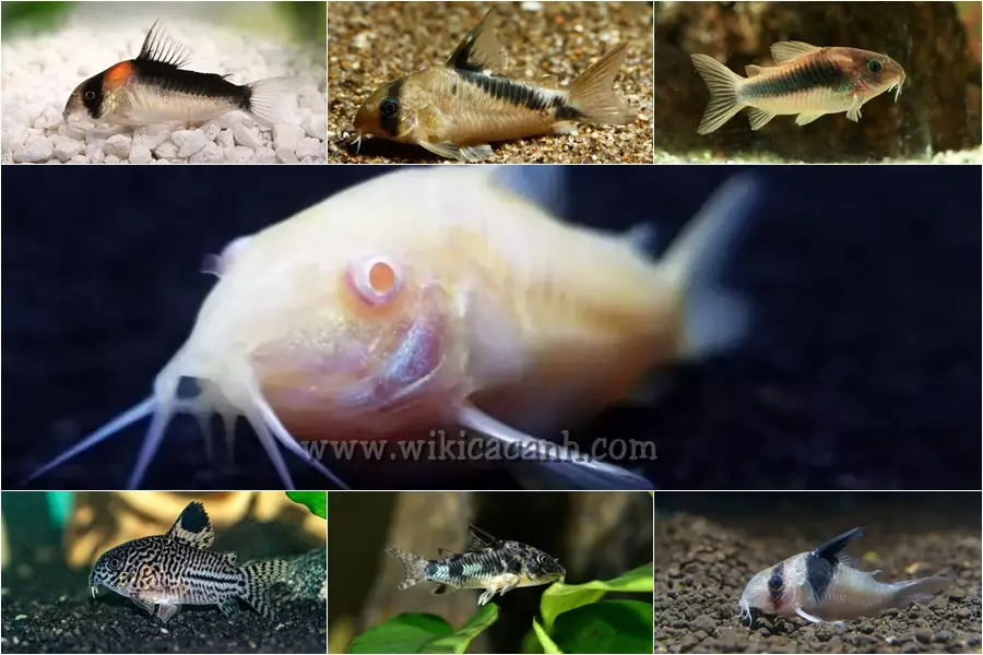 Cá chuột Albino Hướng dẫn toàn diện về các loại, chăm sóc và nuôi