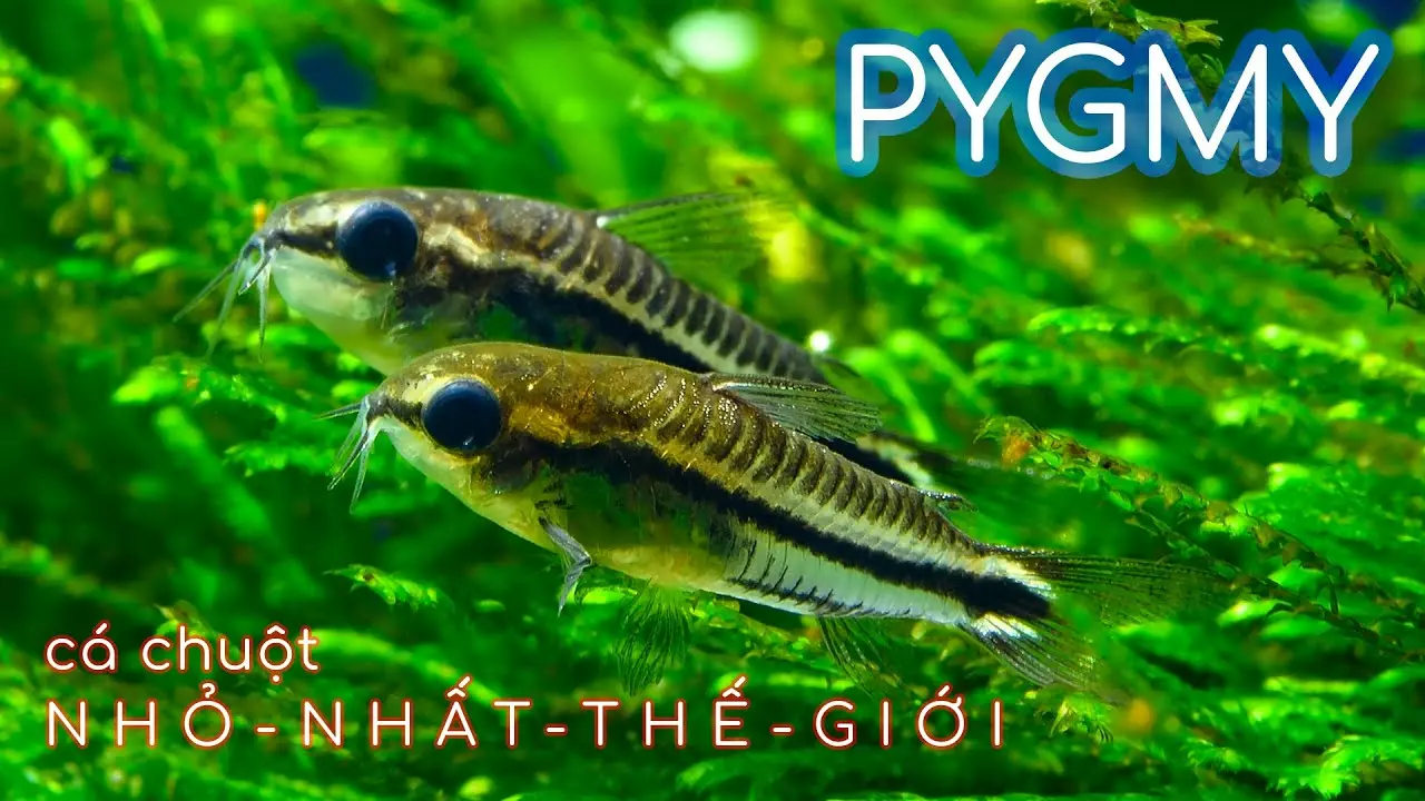 Mua Cá Chuột Pygmy Những Điều Cần Biết Trước Khi Nuôi