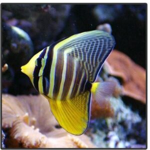 Cá Chim Dù (Sailfin Tang) - Loài Cá Cảnh Biển Đẹp