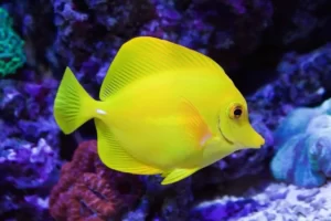 Cá Tang Vàng – Yellow Tang