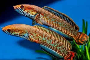 Cá Lóc Cầu Vồng Ngũ Sắc - Channa bleheri | Loài cá đẹp