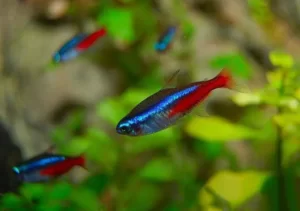 [Tìm Hiểu] Cá Neon xanh - Đặc Điểm, Cách Nuôi, Giá Bán