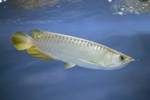 cá ngân long