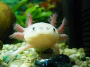 cá axolotl 6 sừng