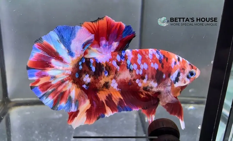 Cập nhật 4 dòng cá Betta Koi phổ biến và giá bán
