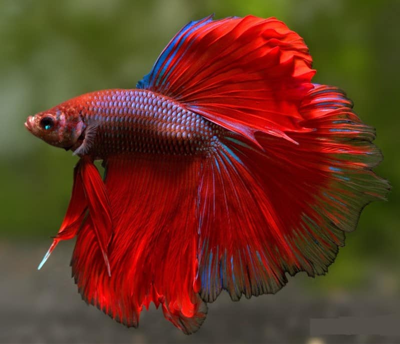 cá rồng đỏ betta