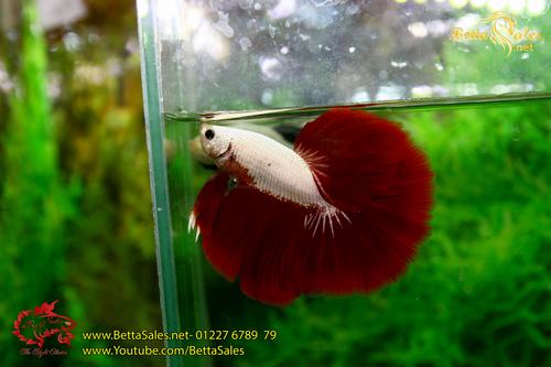 cá betta halfmoon rồng đỏ