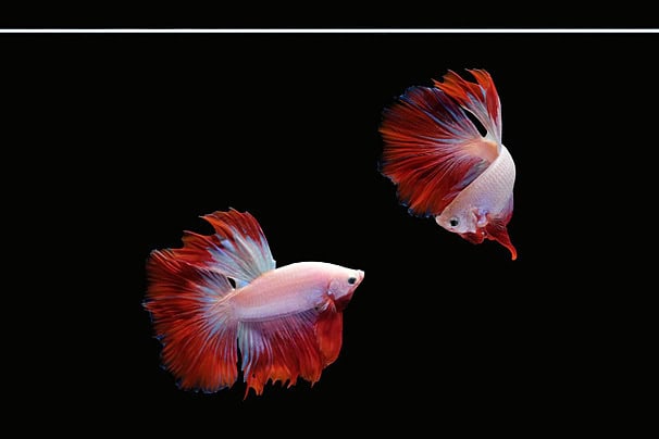 cá betta rồng đỏ halfmoon