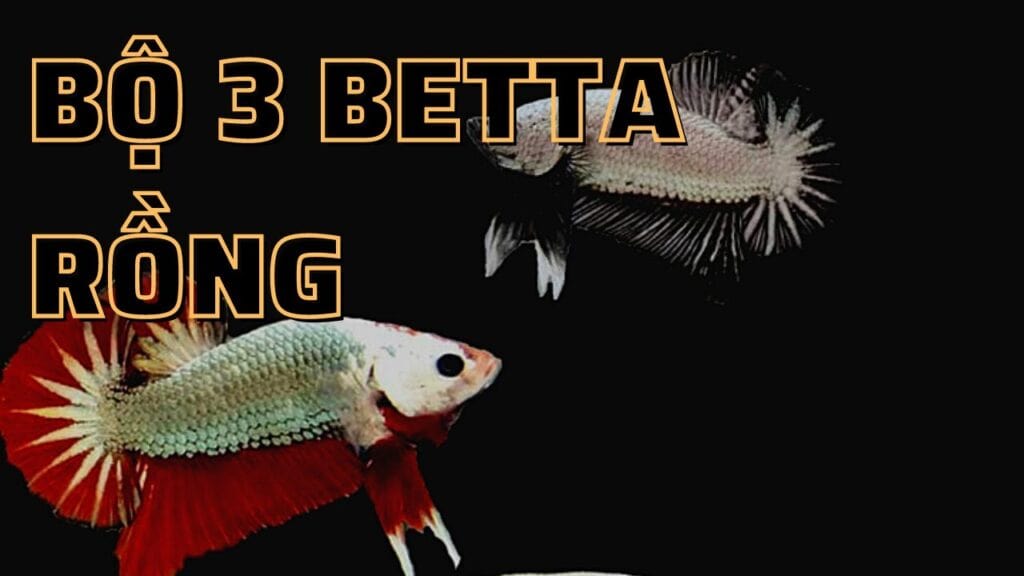 bộ 3 cá betta rồng