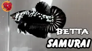 Top 3 Dòng Cá Betta Samurai Tuyệt Đẹp Nên Có Trong Bể Cá Cảnh Nhà Bạn