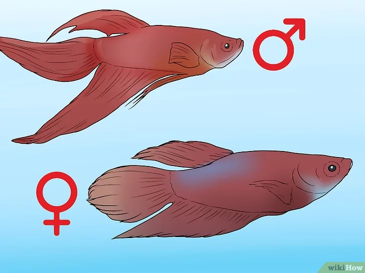 Step 1 Các đặc điểm bắt đầu phát triển khi cá lớn.