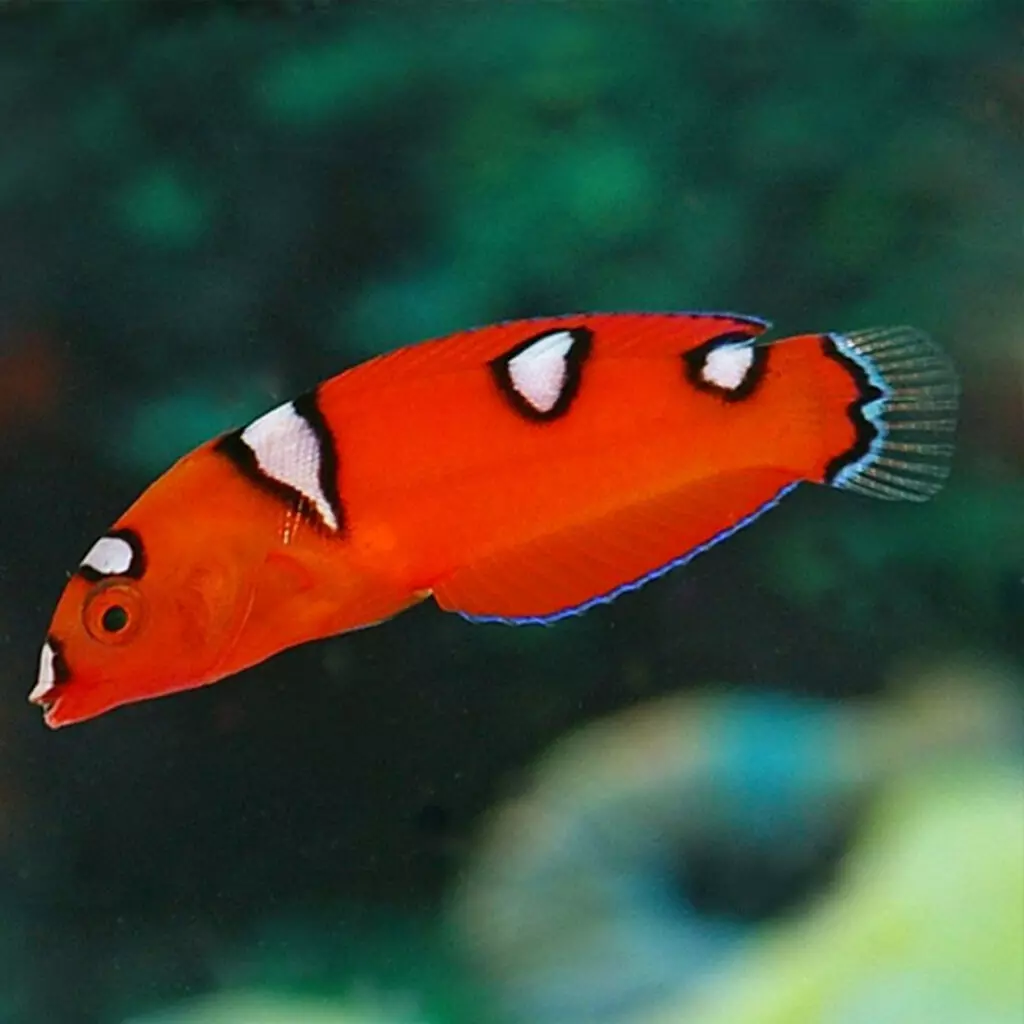 Top 5 loài cá cảnh biển nước mặn tuyệt đẹp dễ nuôi cho người mới