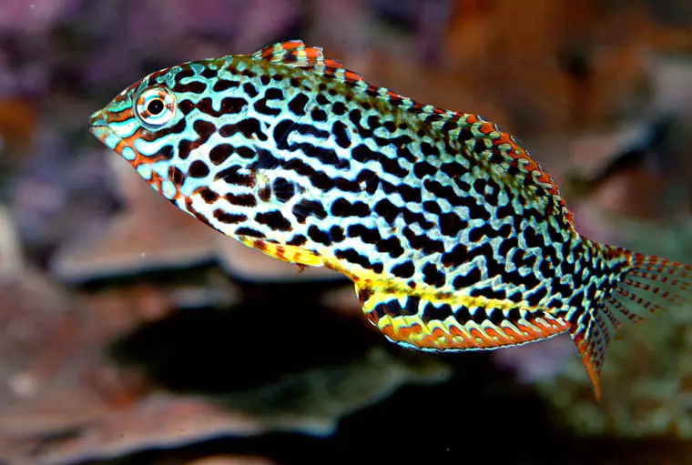 Top 5 loài cá cảnh biển nước mặn tuyệt đẹp dễ nuôi cho người mới