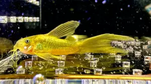 Cá Chuột Gold Laser - Những điều cần biết trước khi mua