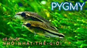 Mua Cá Chuột Pygmy - Những Điều Cần Biết Trước Khi Nuôi