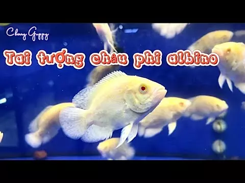 Cá Tai Tượng Làm Cảnh Được Không? TOP 10 Loài Cá Tai Tượng Cảnh Đẹp Nhất