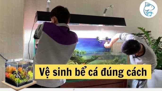 Kiến thức cơ bản cho người mới chơi cá cảnh - Hành trình khám phá thế giới thủy sinh