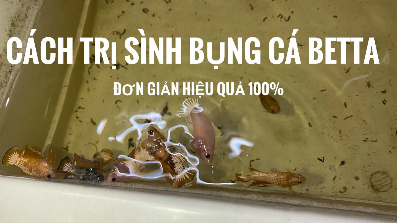 Cách trị bệnh sình bụng trên cá - Bí quyết vàng cho người nuôi