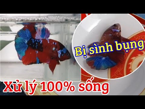 Cách trị bệnh sình bụng trên cá - Xử Lý 100% Sống