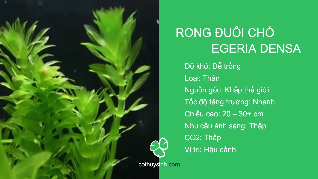 Cách Trồng Rong Đuôi Chó Trong Bể Cá - Bí Quyết Xanh Mát!