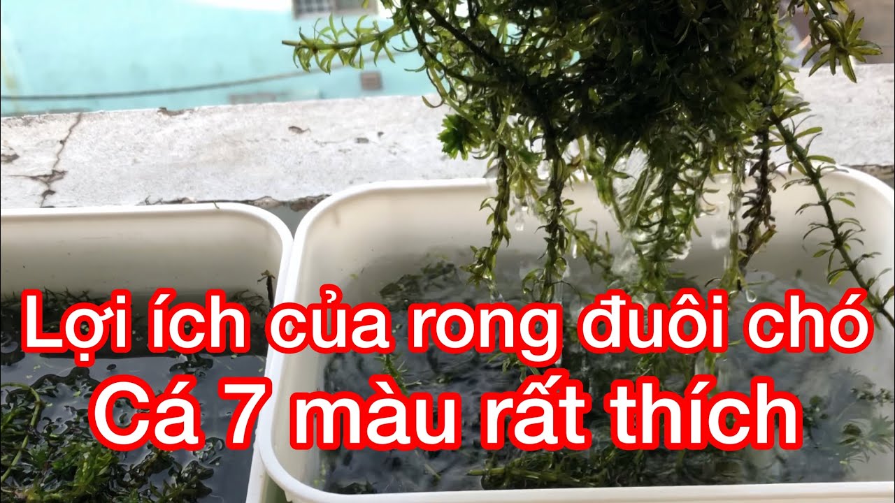 Cách Trồng Rong Đuôi Chó Trong Bể Cá - Bí Quyết Xanh Mát!