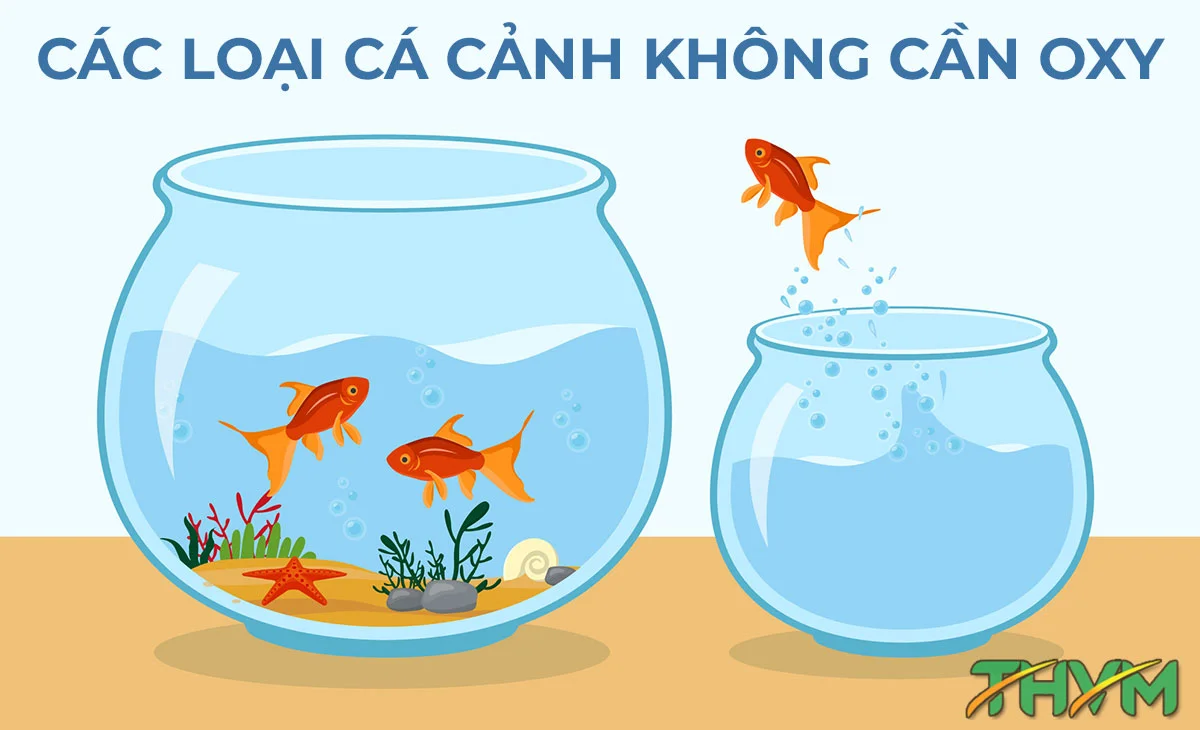 Nuôi Cá Cảnh Không Cần Oxy: Từ A-Z Cho Hồ Cá Luôn Sạch Đẹp