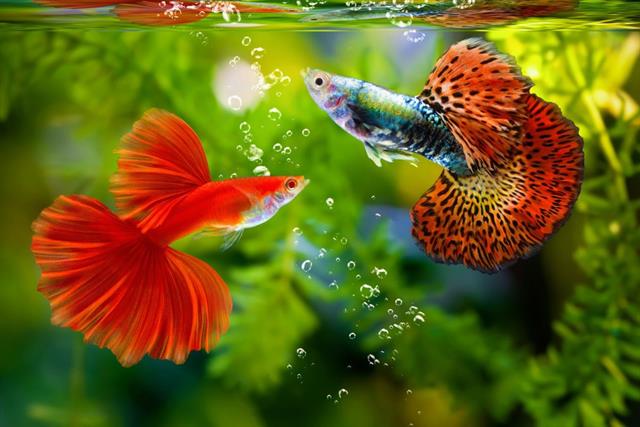 Cách Xử Lý Cá Cảnh Bị Thương Khi Bị Tấn Công