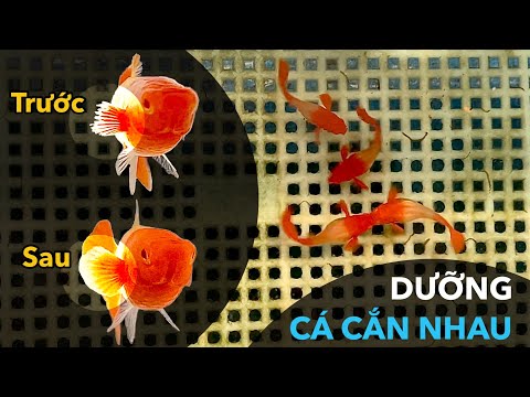 Cách Xử Lý Cá Cảnh Bị Thương Khi Bị Tấn Công