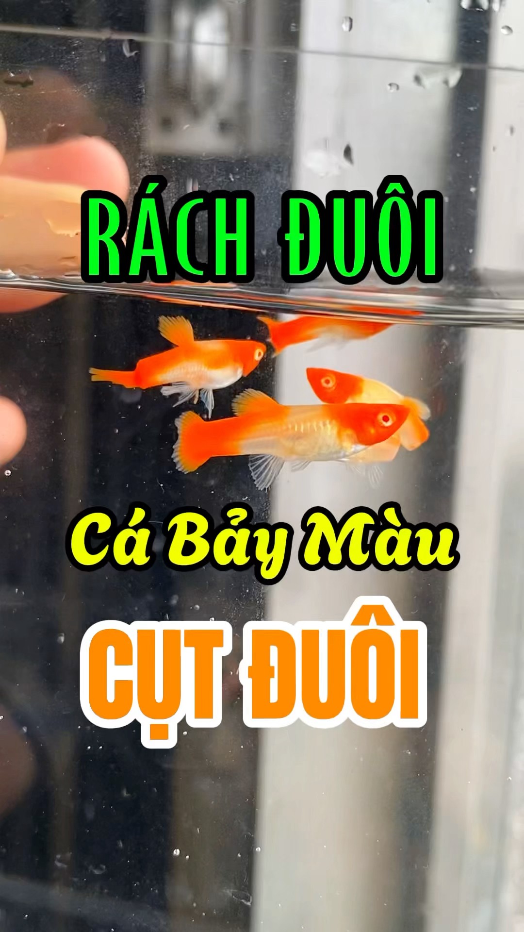 Cách Xử Lý Cá Cảnh Bị Thương Khi Bị Tấn Công