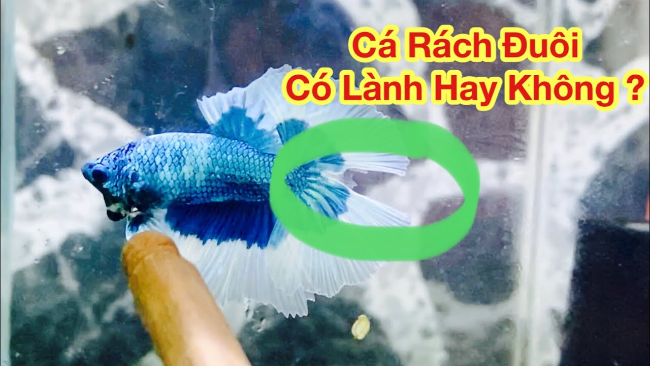 Cách Xử Lý Cá Cảnh Bị Thương Khi Bị Tấn Công