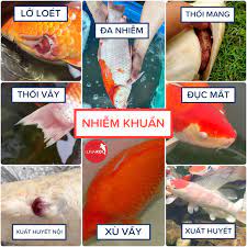 Trị bệnh nhiễm khuẩn cá Koi lở loét, đỏ mình hiệu quả - Luna Koi Farm