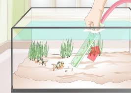 Hướng dẫn thay nước hồ cá | Cá bảy màu | Yêu Thú Cưng